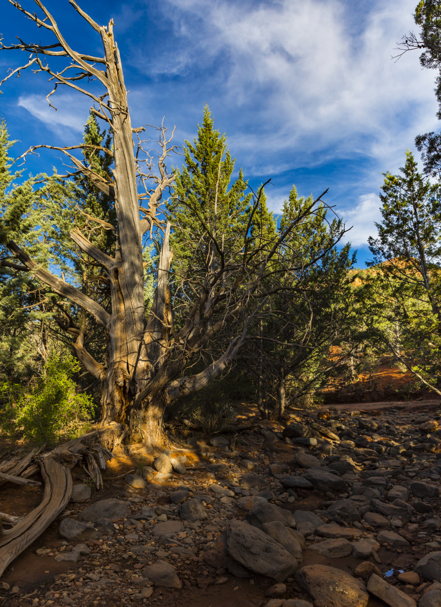Sedona landscape