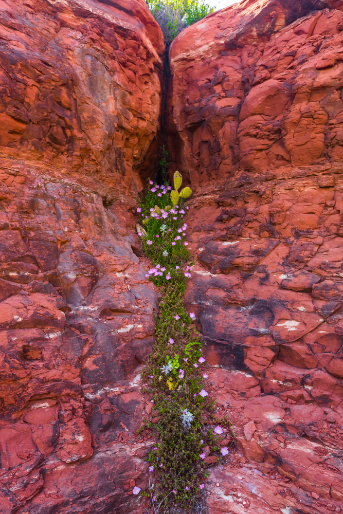 Sedona landscape